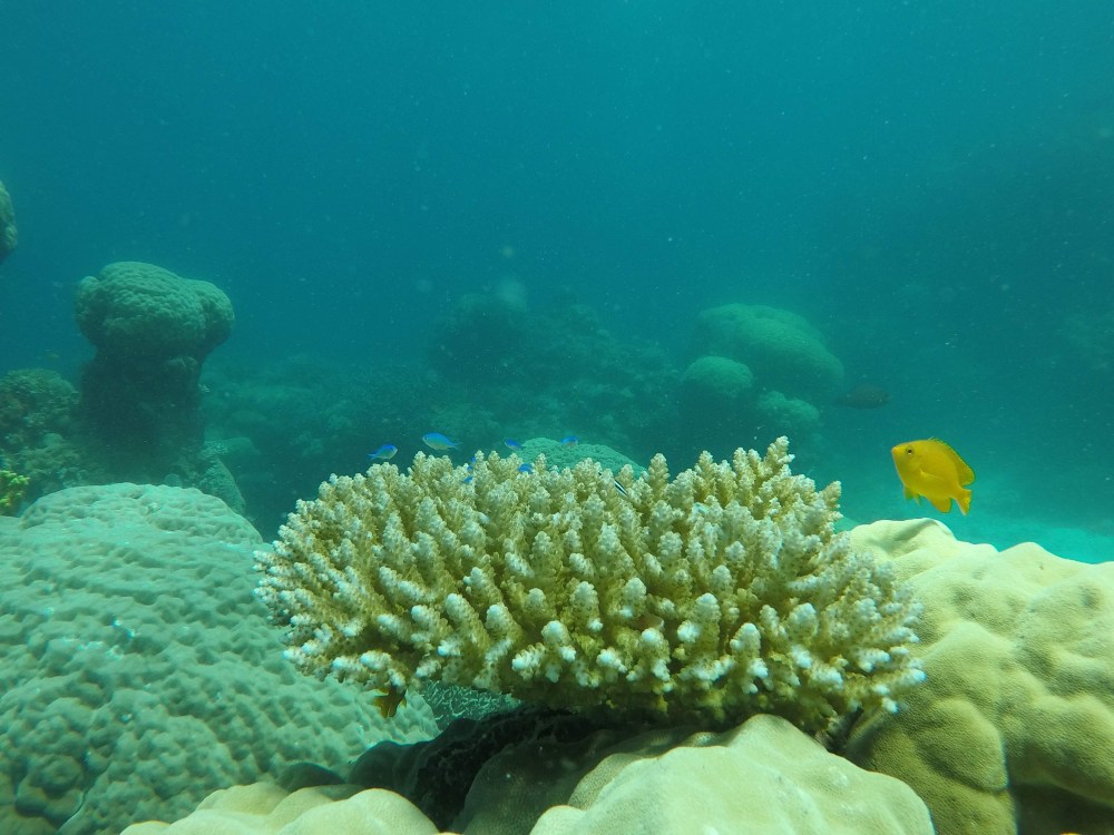 gopr2700_1550833873258_high